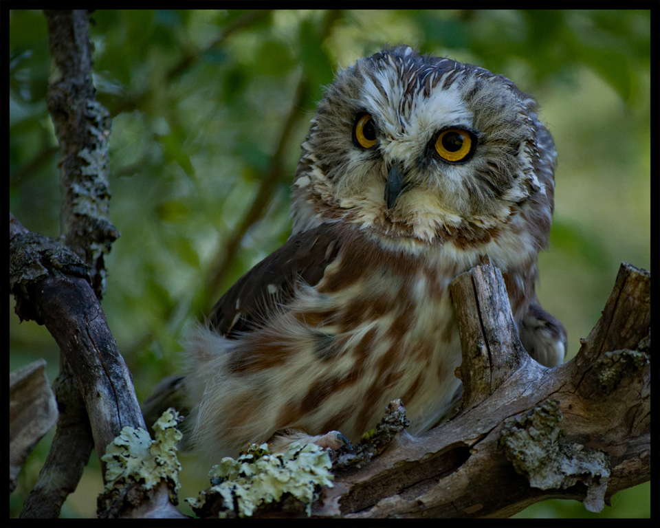 Nature In Class A By Ann Lombardi For WHOO ARE YOU FEB-2019.jpg